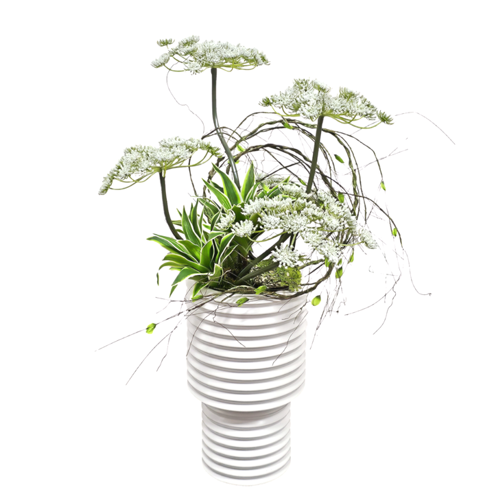 Queen Anne's Lace with Succulents and Vine in Ceramic Vase. FH: 25"H
