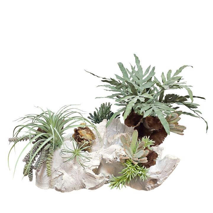One of a Kind: Specimen Rock, Mixed Succulents, Java Fern and Calice Mushrooms on Unique Wood Fragment 19"H