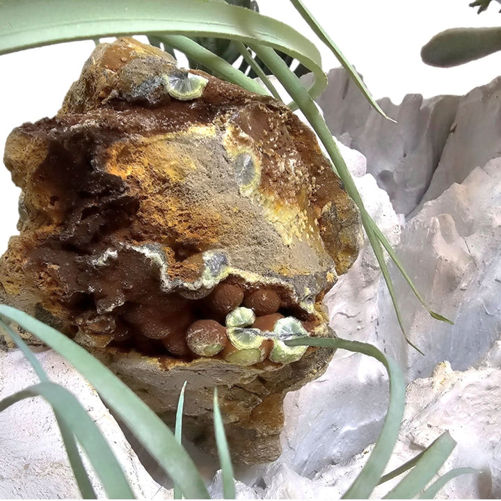 One of a Kind: Specimen Rock, Mixed Succulents, Java Fern and Calice Mushrooms on Unique Wood Fragment 19"H