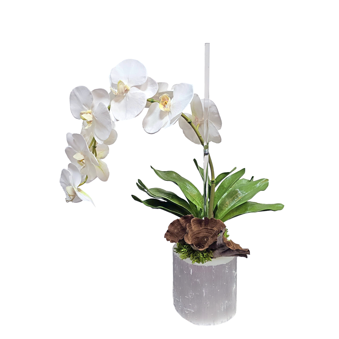 Phalaenopsis Orchid with Calice in Selenite Vase 22"H