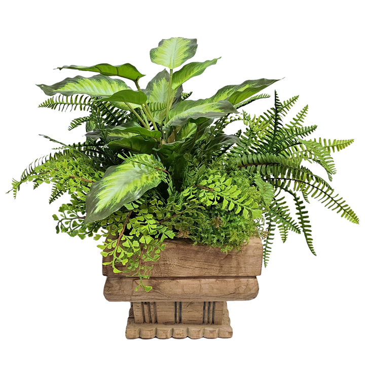Maidenhair Fern, Boston Fern, Rohdea Japonica Bush in Antique Wood Vessel. 20"H   (One of a Kind)
