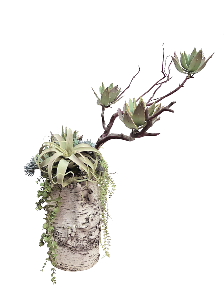 Manzanita with Aloe Plants, Mini Agave, Button Fern Vine, and Tillandsia in Birch Trunk. 40"H