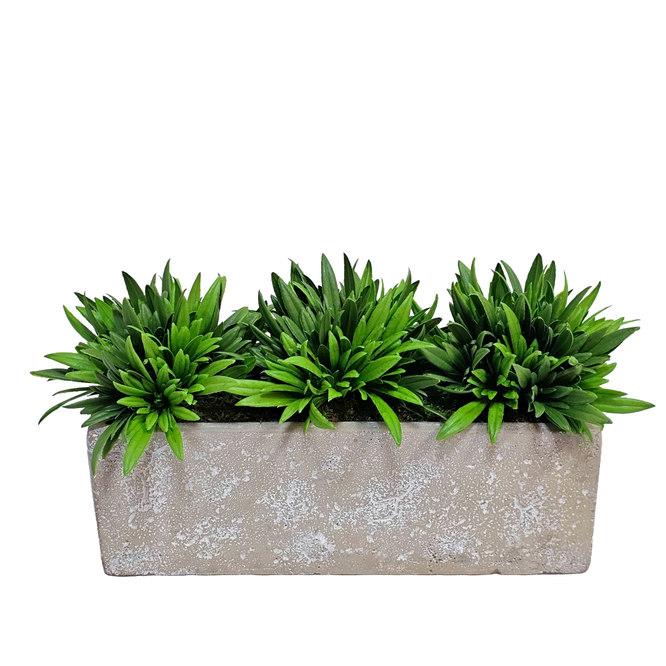 Succulents in Textured Concrete 7"H