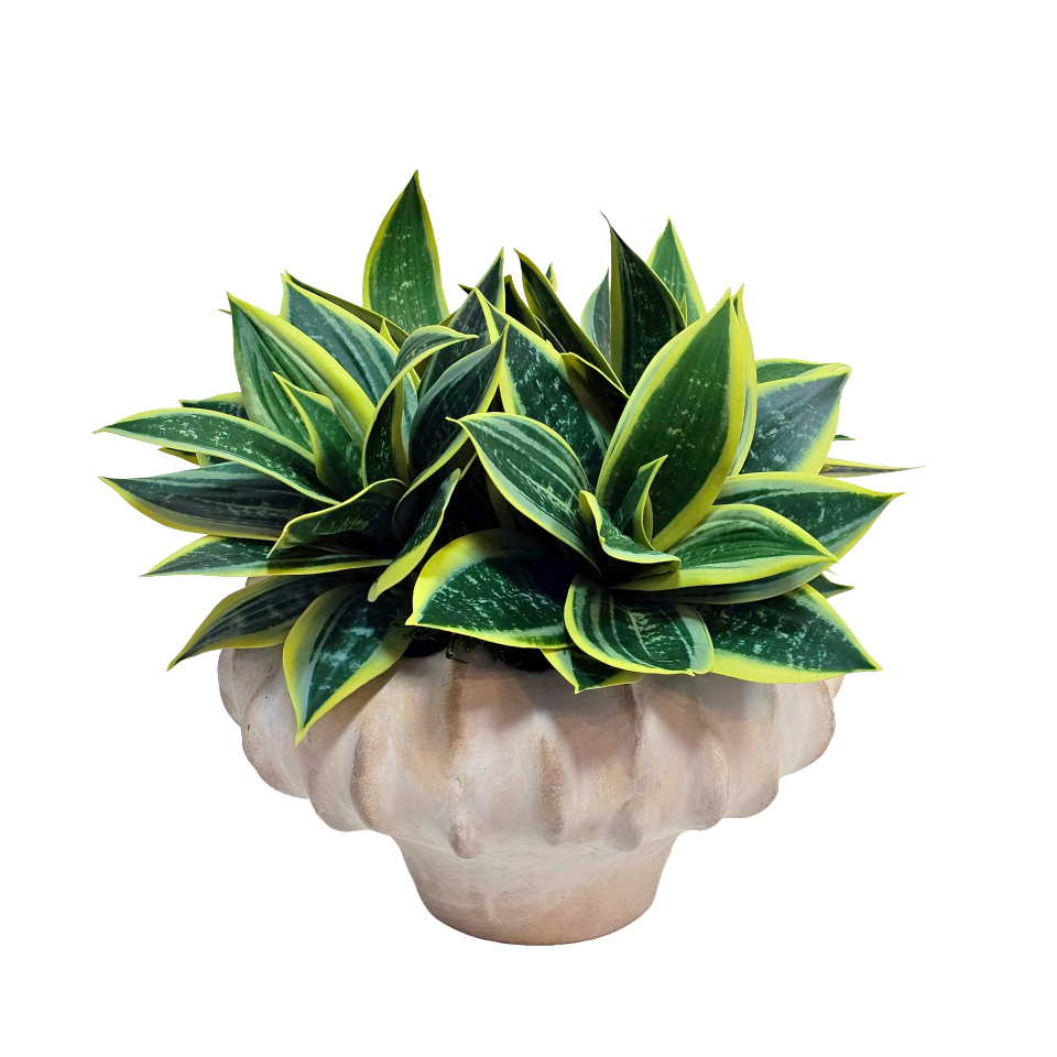 Variegated Yucca in Aged Bowl 13"H