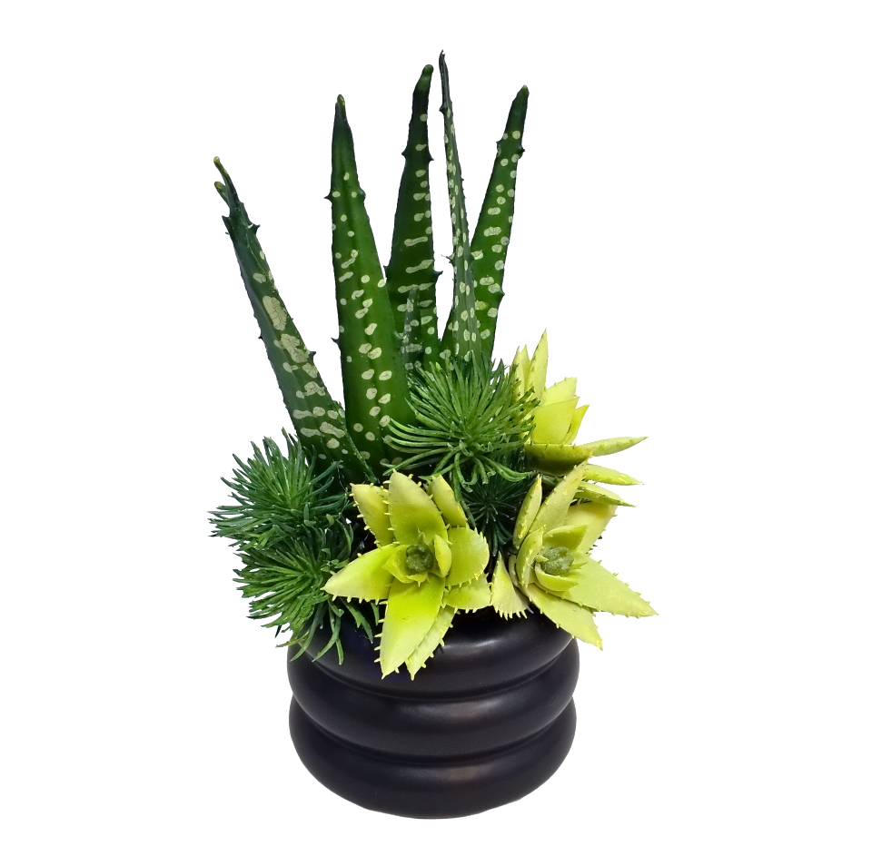Spotted Aloe with Succulents in Ceramic 12"H