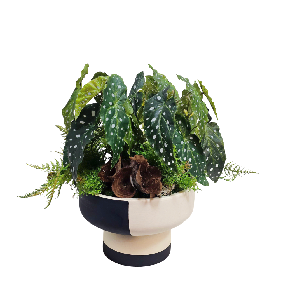 Begonia with Ferns and Calice in Footed Ceramic 22"H X 23"DIA
