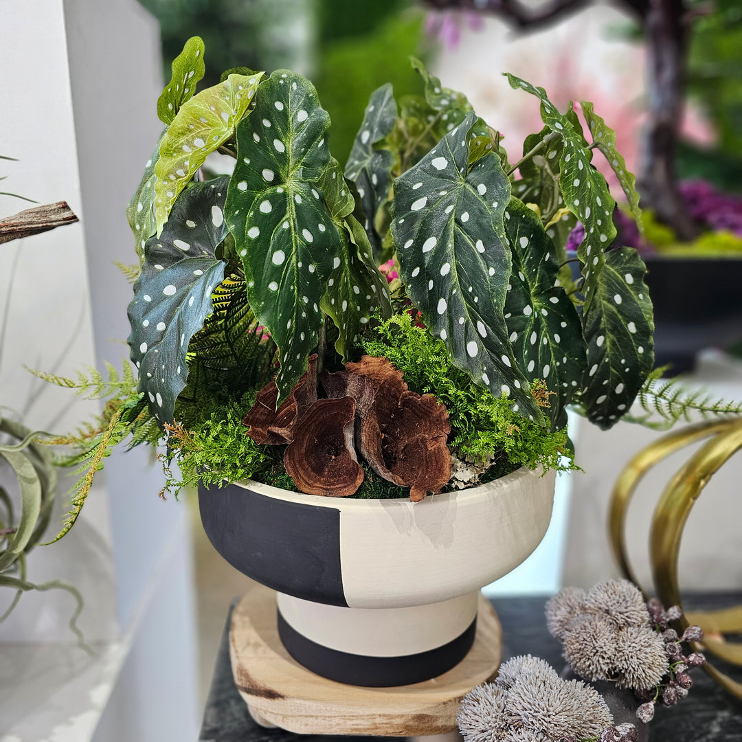 Begonia with Ferns and Calice in Footed Ceramic 22"H X 23"DIA