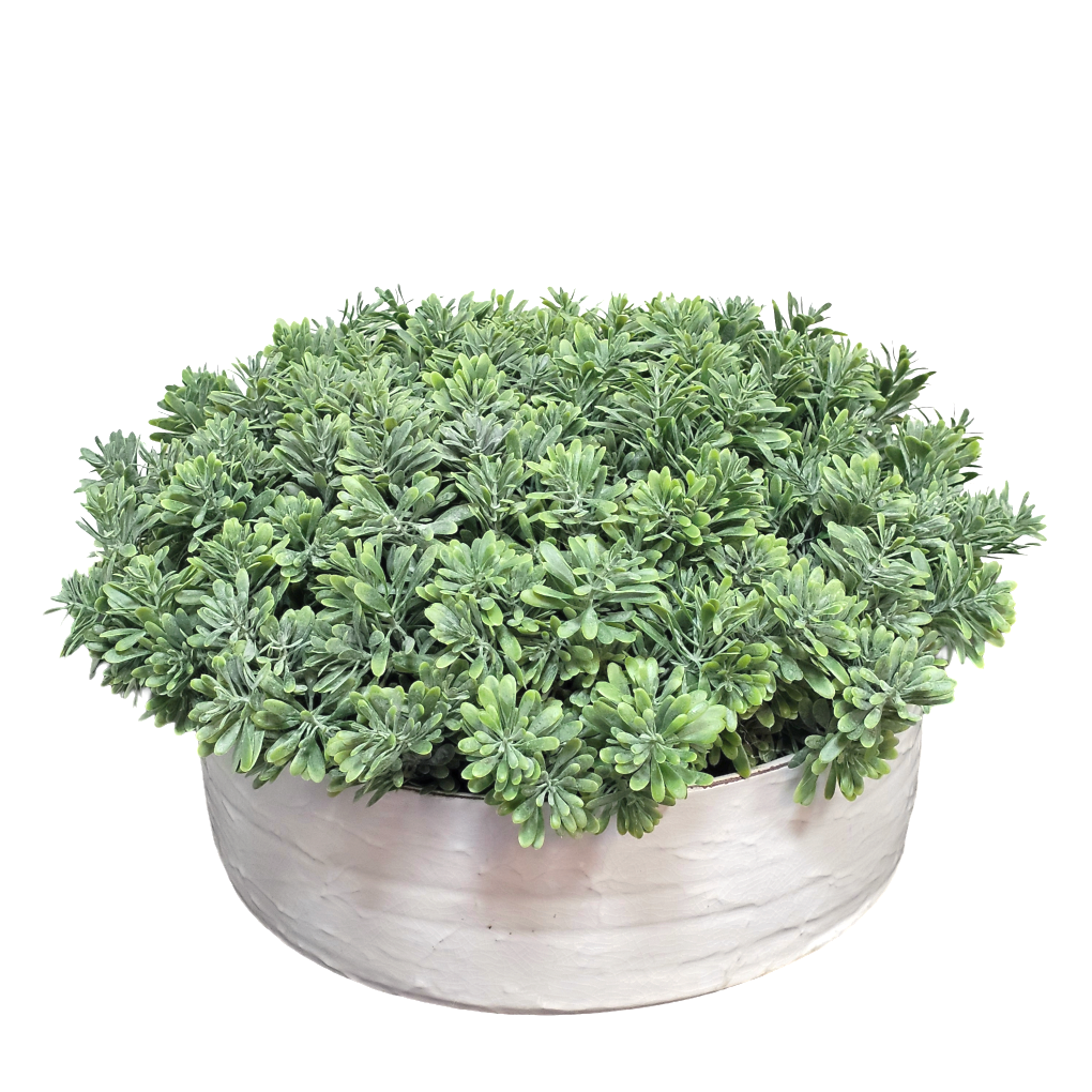 Succulent Grass in Ceramic Bowl 8"H X 16"DIA