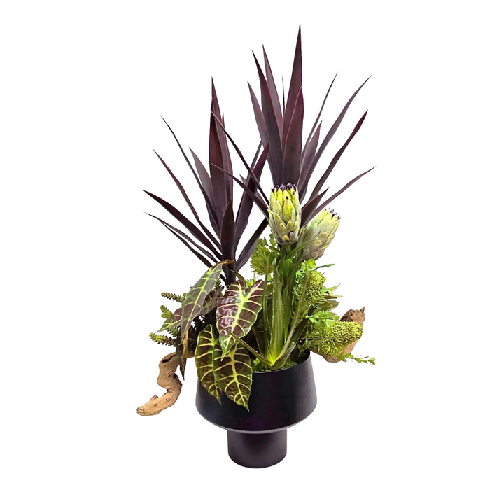 Yucca, Banksia, Agave, Protea, Mixed Succulents, Grape wood, Elephant Ear Bush, and Aloe in Cachepot 40"H x 26"W x 20"D