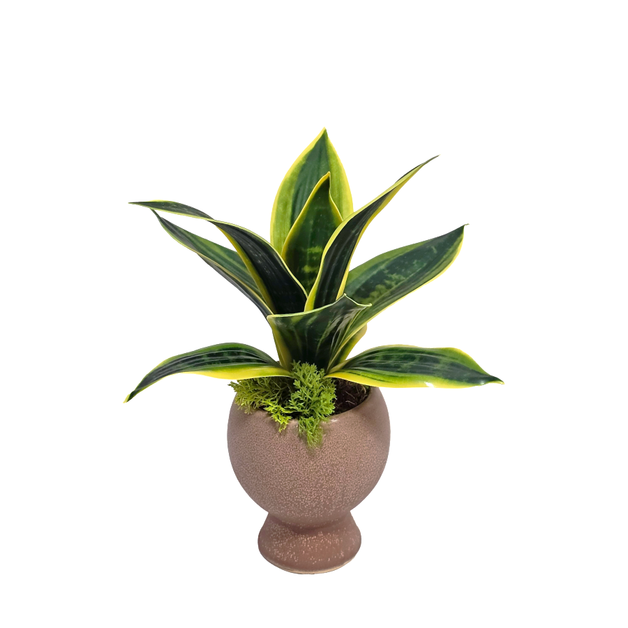 Sansevieria Plant in Ceramic Urn Vase 9"H x 8"Dia