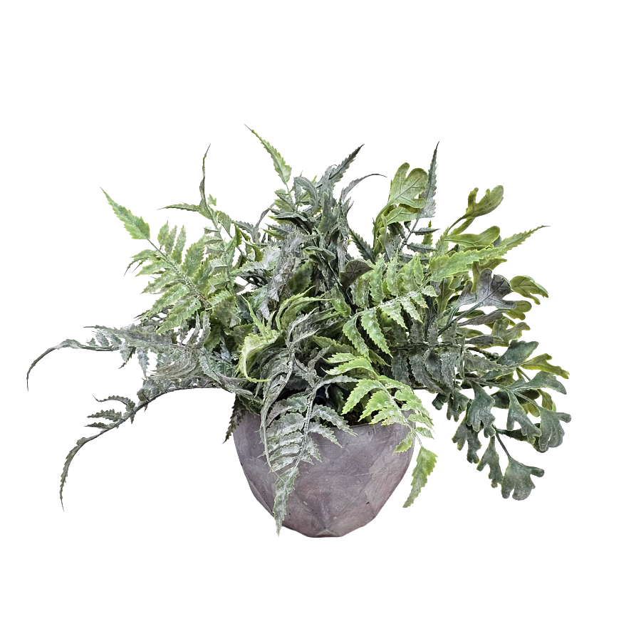 Mixed Fern in Concrete Pot 10"H x 14"Dia