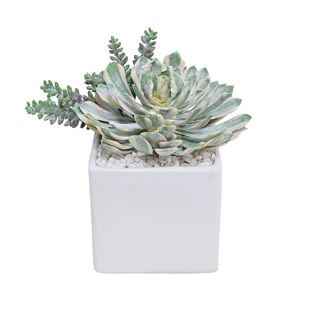 Outdoor Succulent and Burrow Tail in Square Ceramic 7.5"H x 7"W x 6"D