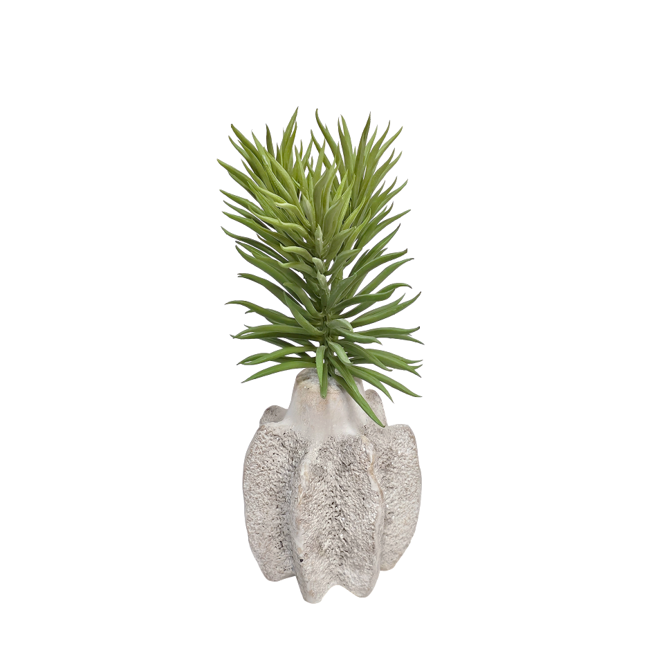 Senecio in Aged Concrete Vase 10"H X 4"DIA