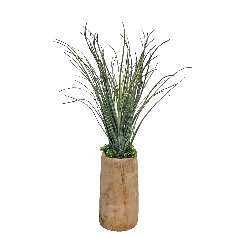 Tall Tillandsia in One of Kind Antique Wood Vase 23"H x 11"Dia
