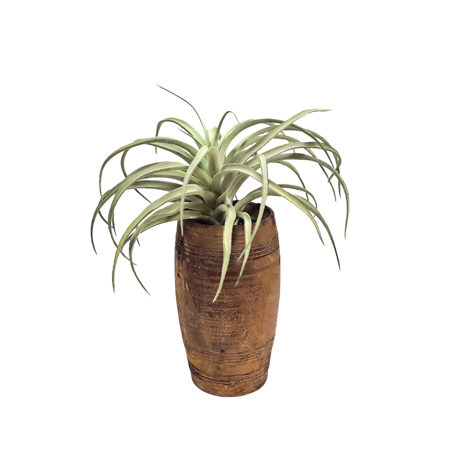 Tillandsia in One of a Kind Antique Wood Vase 13.5"H x 11"W x 12"D