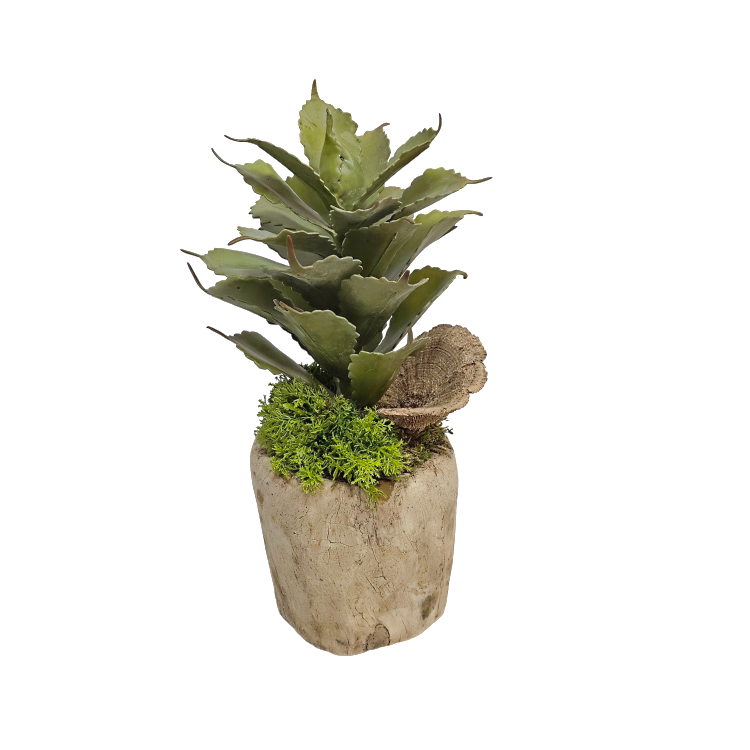 Agave and Dried Mushroom in Wooden Bowl 13.5"H x 6"W x 6.5"D