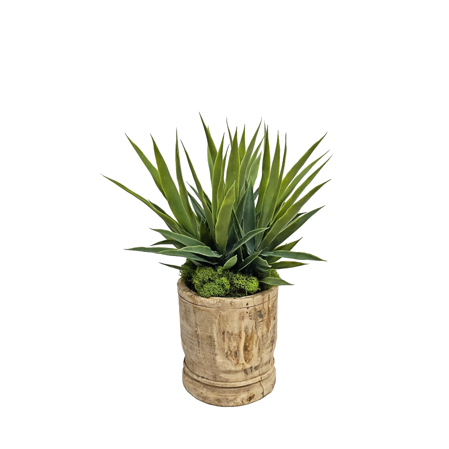 Baby Agave in Wood Vessel 14.5"H x 11"Dia