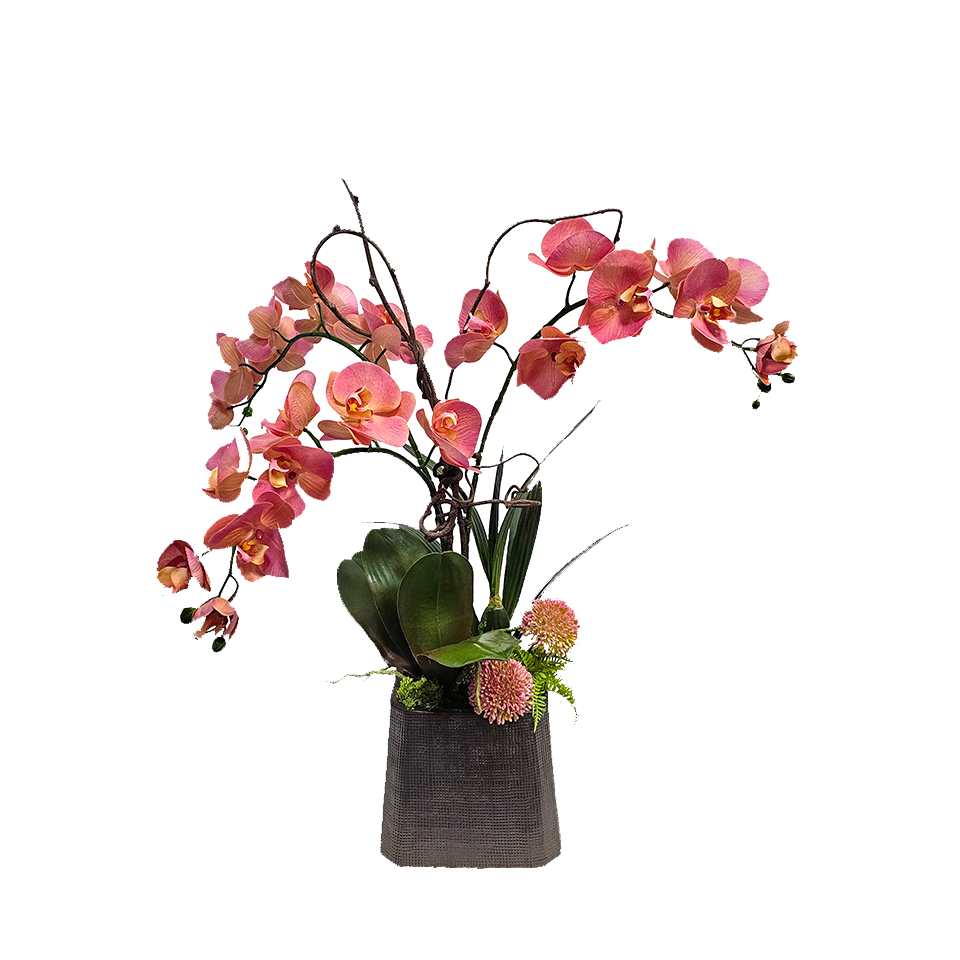 Phalaenopsis Orchids with Leaves and Allium in Ceramic Square 27"H X 27.5"W X 20"D