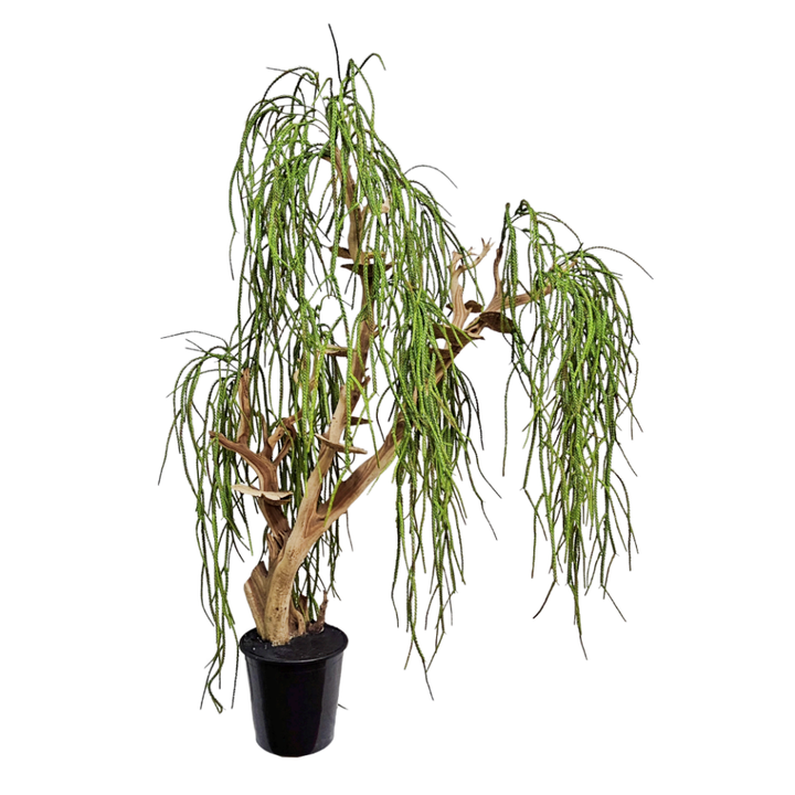 Specialty Manzanita with Dried Mushrooms and Hanging Clubmoss 72"H X 48"W X 30"D