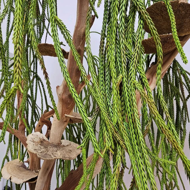 Specialty Manzanita with Dried Mushrooms and Hanging Clubmoss 72"H X 48"W X 30"D