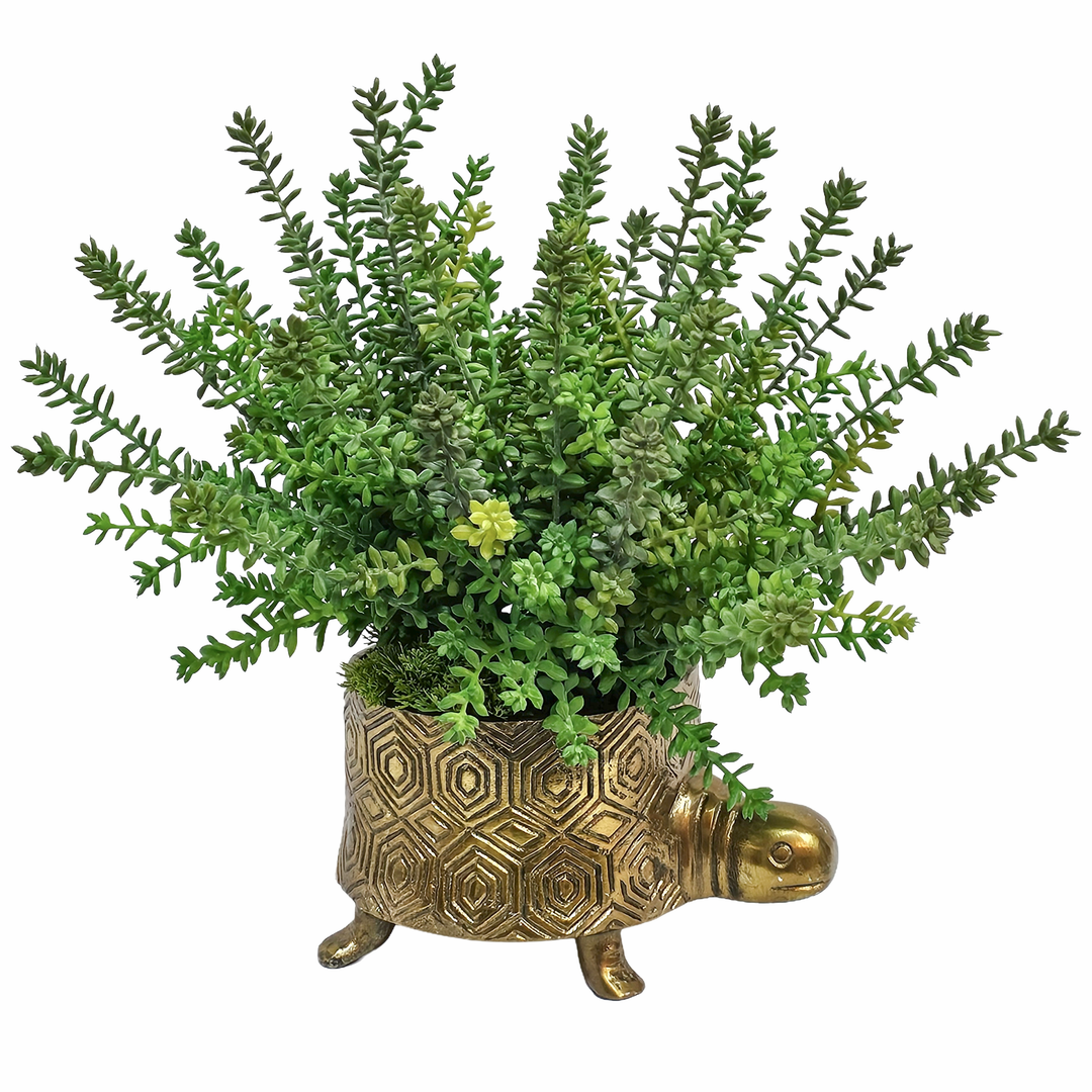 Soft Sedum Bush in Tommie Turtle Pot 8.75"H x 6.5"W x 4.75"D