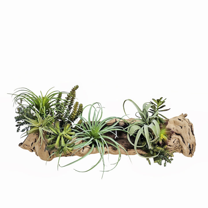 Mixed Succulents in Natural Grapewood 12"H X 28"W X 14.5"D