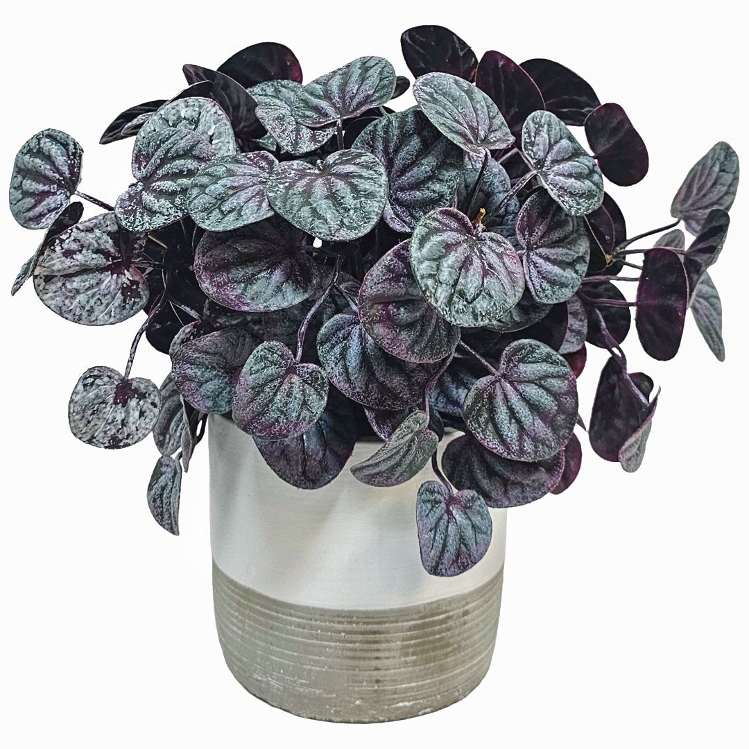 Soft PE Pepperomia Bush 11"H x 13"W x 12"D