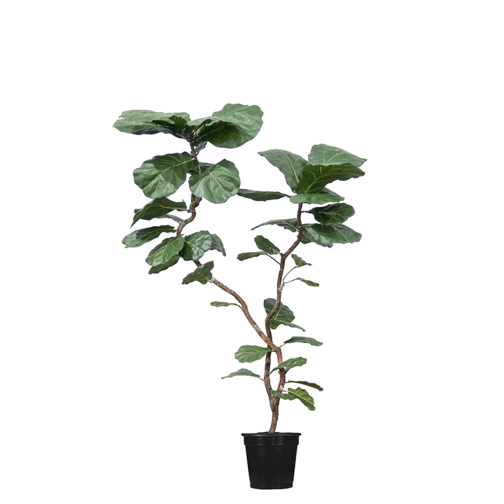 Fiddle Leaf Tree on Single Trunk Y Style in Growers Pot (shown 10'H - other sizes available)