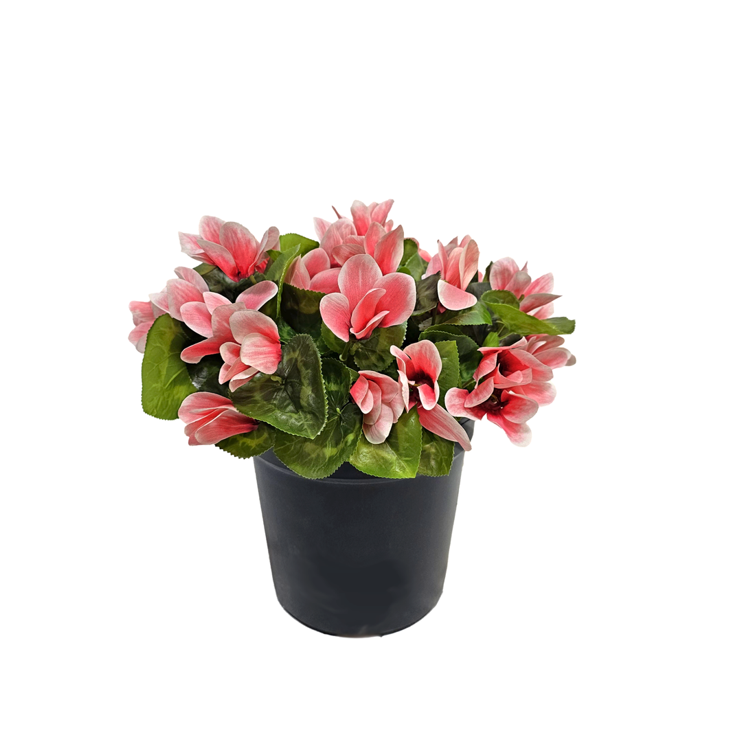Outdoor Cyclamen - Hot Pink in Grow Pot 13"H