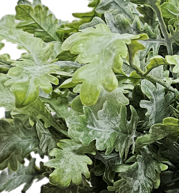 Dusty Miller Plant in Growers Pot  FH: 20"