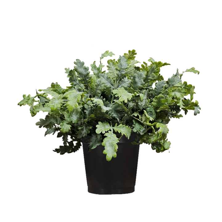 Dusty Miller Plant in Growers Pot  FH: 20"