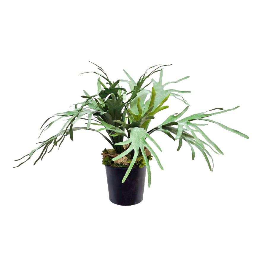 Staghorn Ferns Grow Pot 28"H