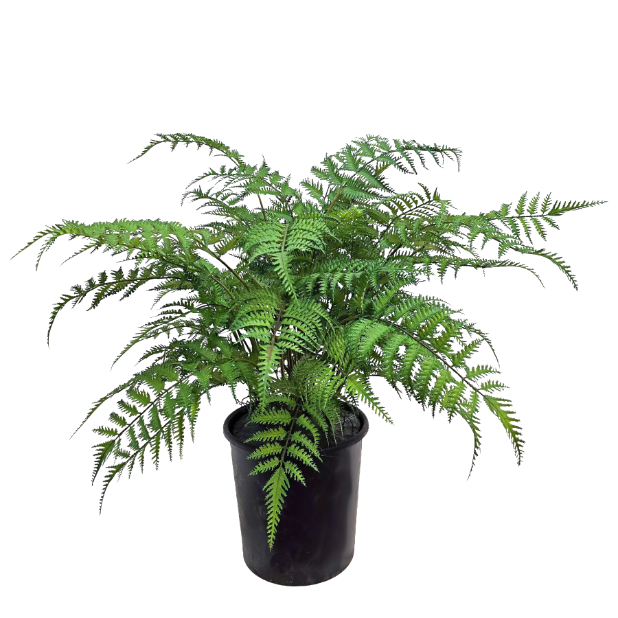 Forest Fern in Grow Pot 28"H