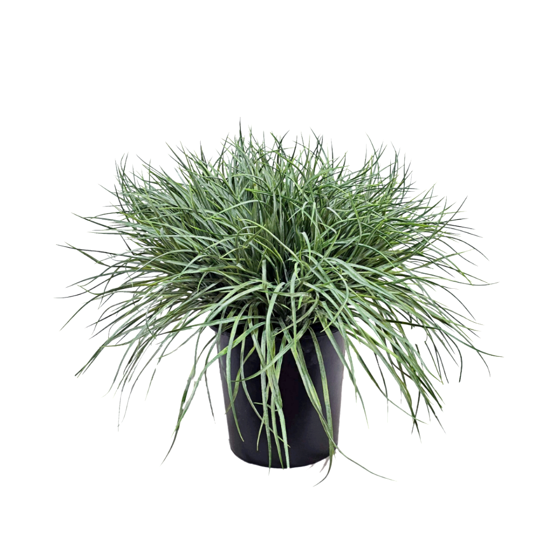 Blue Green Grass in Grow Pot 25"H