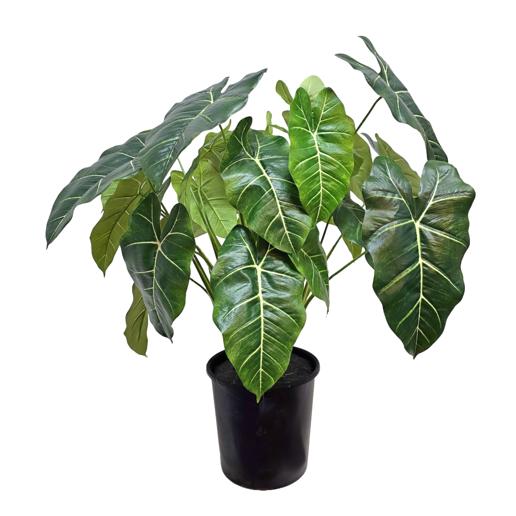 Elephant Ear Plant in Grow Pot 32"H