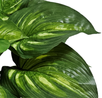 Hosta Plant in Growers Pot  FH: 26"