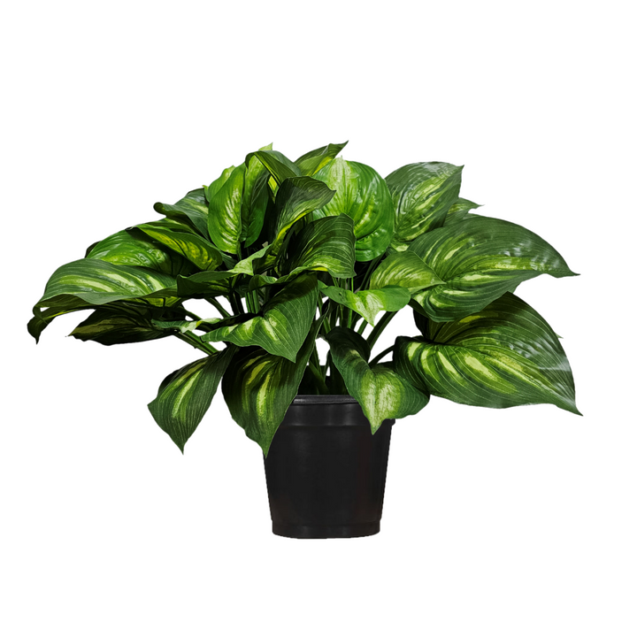 Hosta Plant in Growers Pot  FH: 26"