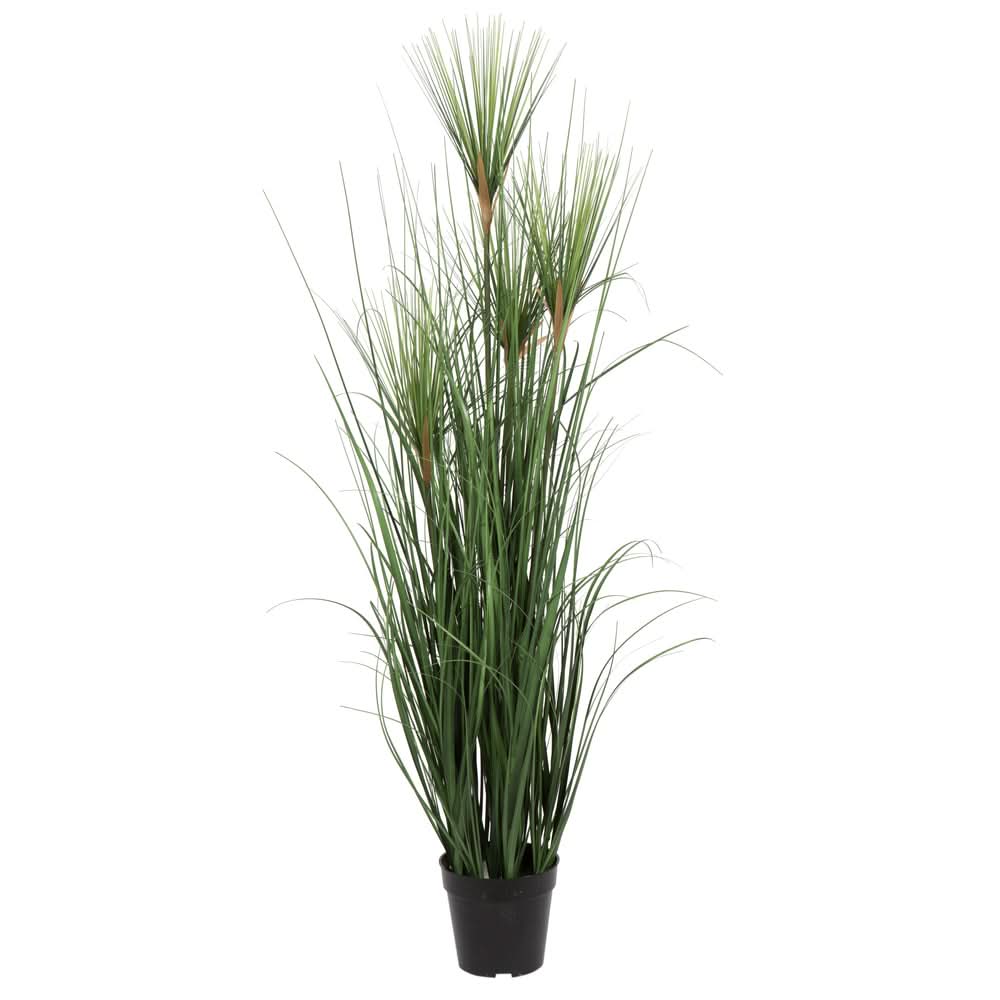 Cypress Grass Bush in Grow Pot 48"H x19"Dia