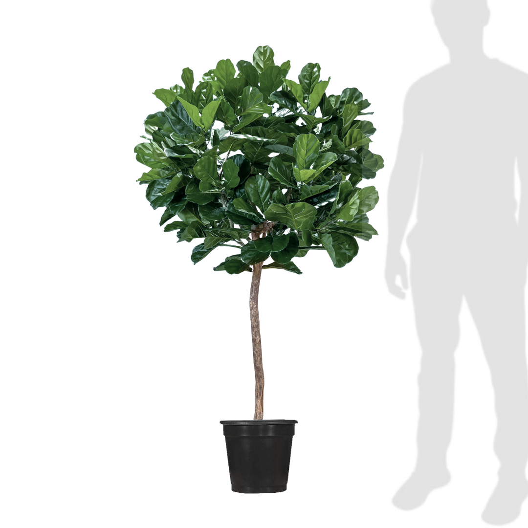 Fiddle Leaf Tree on Single Trunk - Lollipop Style - Various Sizes Available