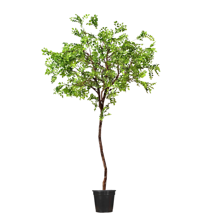 Boxwood Leaf Tree on Single Trunk - Various Sizes Available