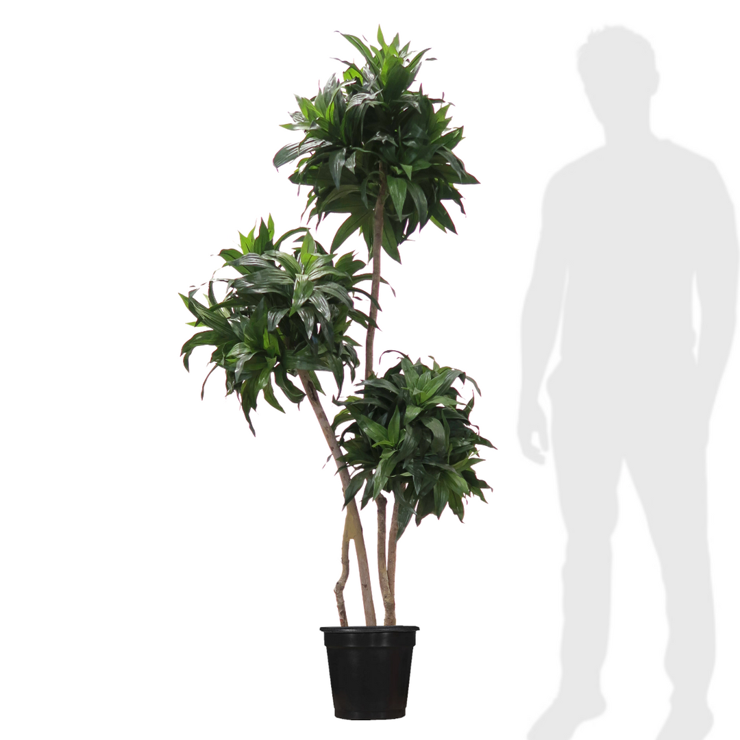 Dracaena Fragrans Tree on Multi Trunks - Various sizes available