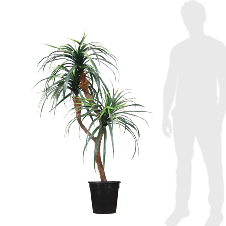 Plastic Dracaena on Dragonwood - Various Sizes Available
