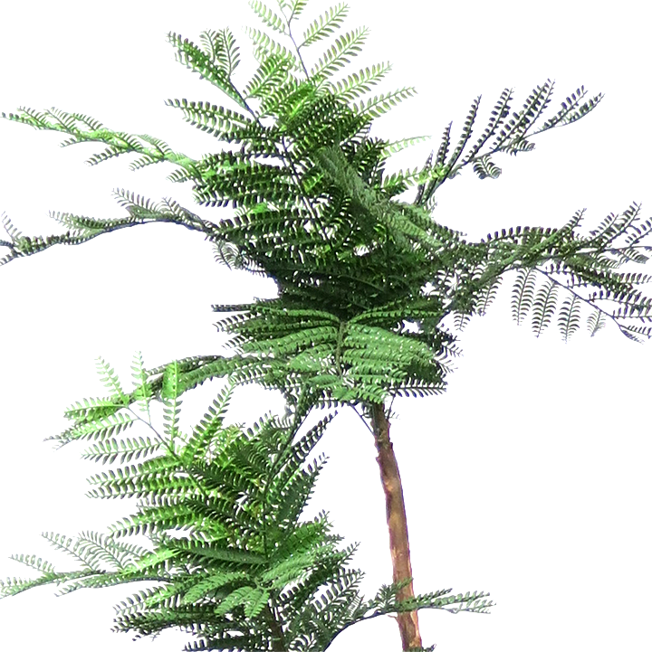 Jacaranda Fern Tree in Grow Pot 54"H