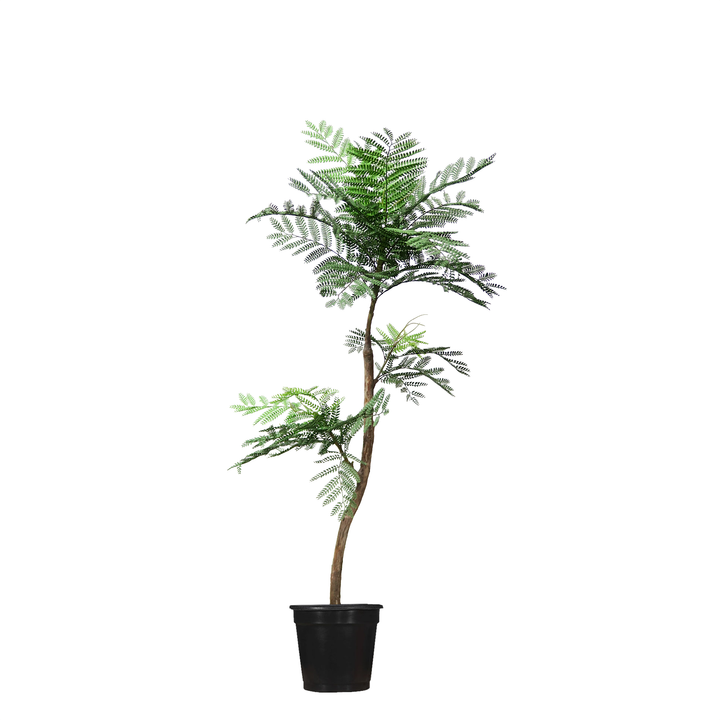 Jacaranda Fern Tree in Grow Pot 54"H