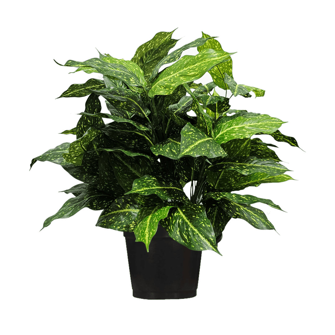 b&q pot plants Acuba Plant in Growers Pot FH: 27" – LDF Silk