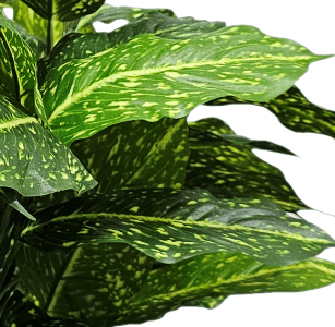 Acuba Plant in Growers Pot FH: 27" - LDF Silk