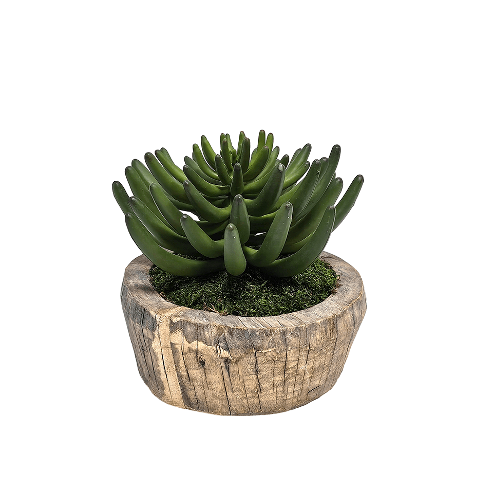 Aeonium in Wooden Bowl 7.5"H x 8"Dia - LDF Silk