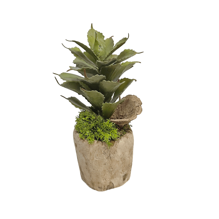 Agave and Dried Mushroom in Wooden Bowl 13.5"H x 6"W x 6.5"D - LDF Silk