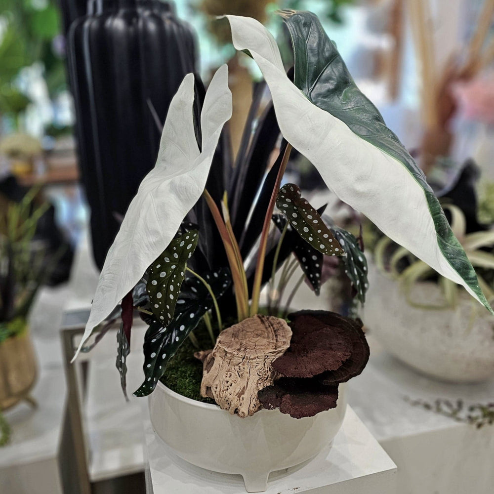 Alocasia Leaves with Trout Begonia, Wood and Mushrooms in Round Ceramic 24"H - LDF Silk