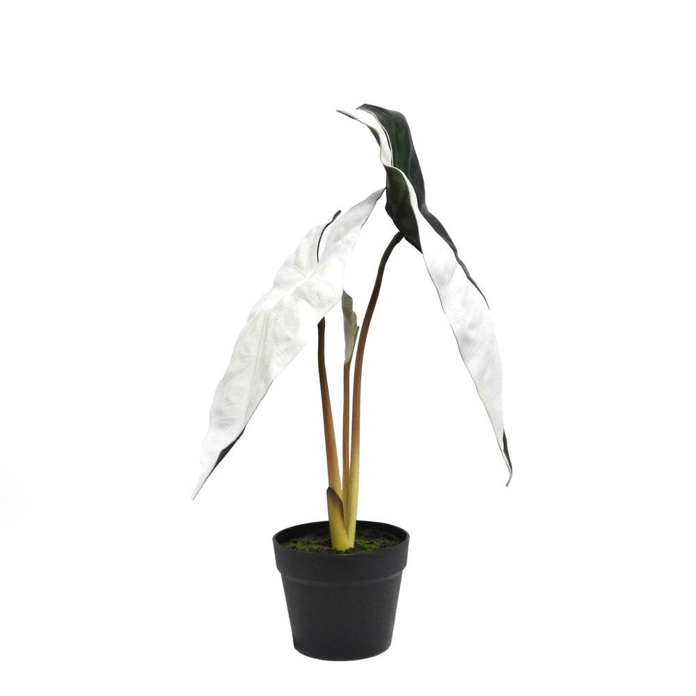 Alocasia Sanderiana Plant. FH: 26" - LDF Silk
